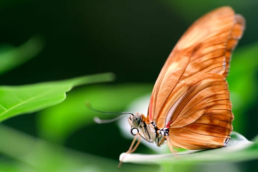 Julia Butterfly
