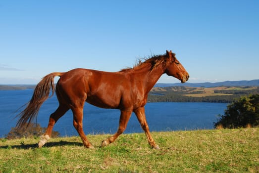 Quarterhorse trotting
