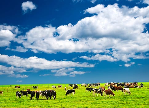 Cows in pasture