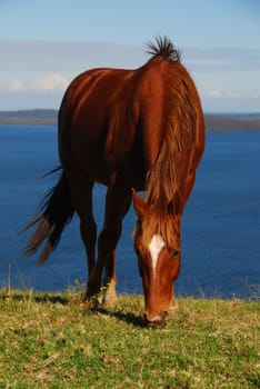 Quarterhorse with lake view