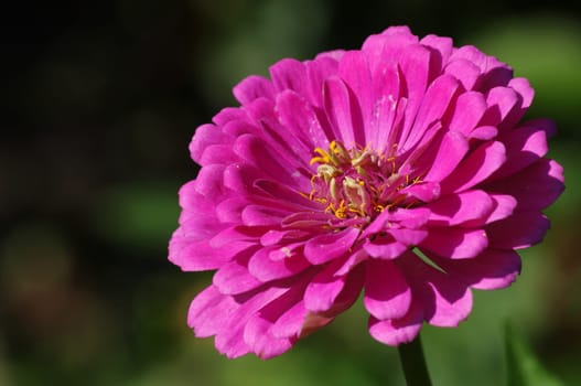 zinnia