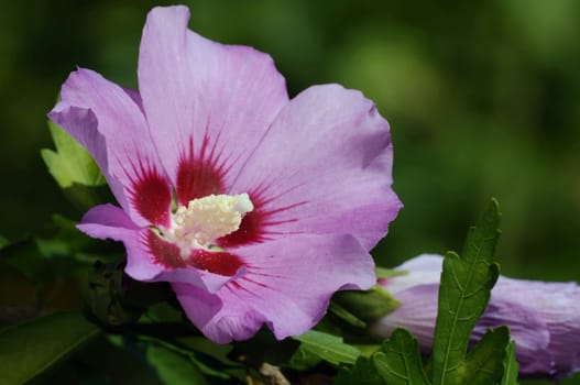 Shrub marshmallow,hibiscus syriacus