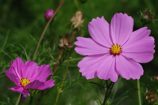 Cosmea,Cosmos bipinnatus,jewelry basket