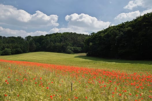 Cornfield in the Eifel