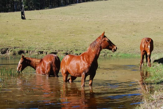 Horses Family Bath