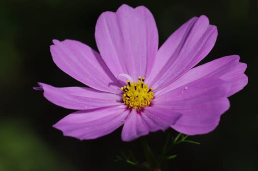 Cosmea,Cosmos bipinnatus,jewelry basket