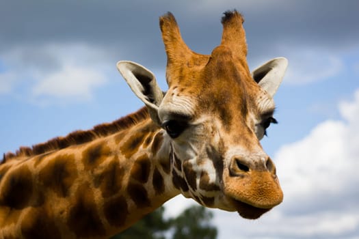 Giraffe Profile