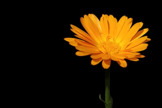 Calendula,Calendula officinalis,