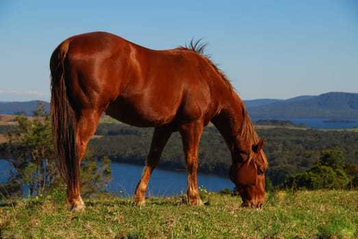 Quarterhorse grazing
