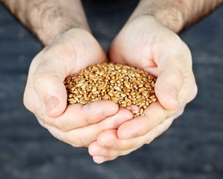 Hands holding grain