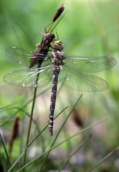 Our most common and undemanding dragonfly after hatching from the exuvia: a female blue-green mosaic damselfly (Aeshna cyanea),not yet fully coloured