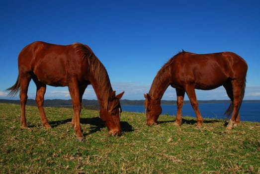 Quarterhorse Father and Son
