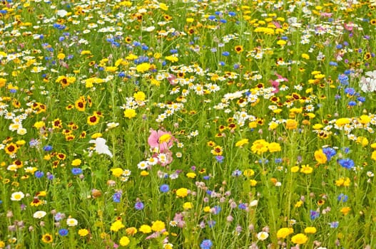 Meadow