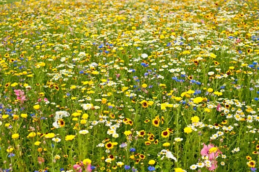 Meadow