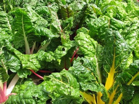 Swiss chard in the vegetable patch