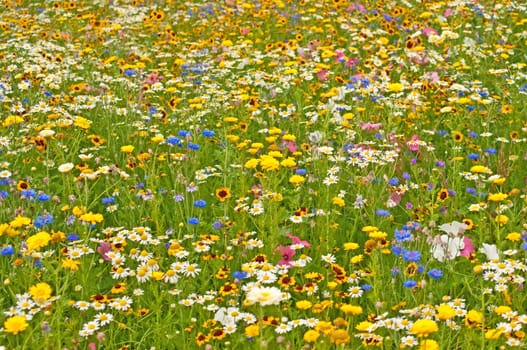 Meadow