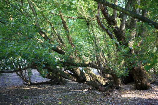 Poplars in the flood zone