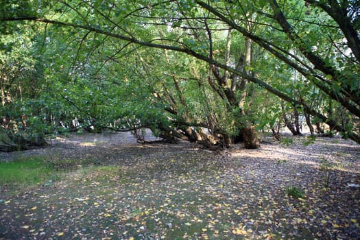 Poplars in the flood zone