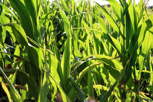 Cornfield