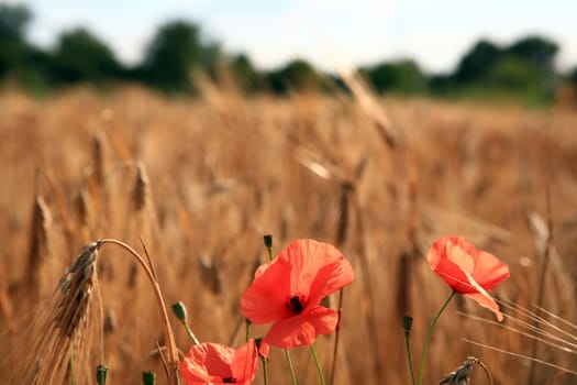 Poppies in the barley field