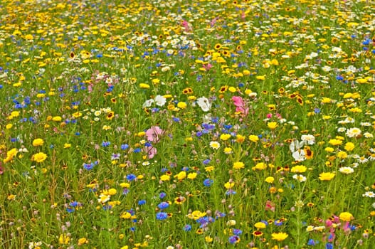 Meadow
