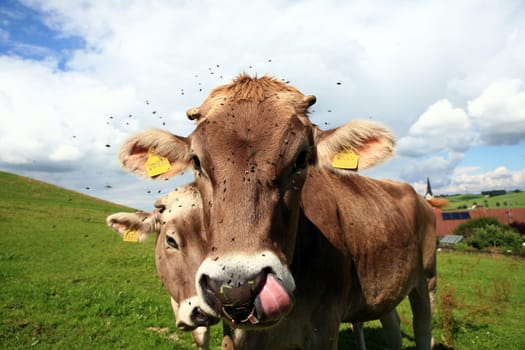two cattle in the pasture