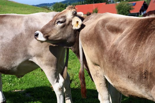 Cow's head between two cow's butts