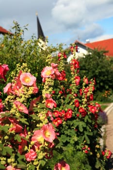 Hollyhocks in the cottage garden