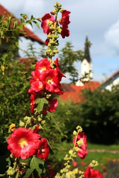 Hollyhocks in the cottage garden