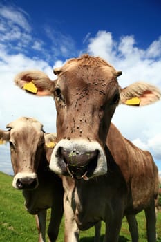two cattle in the pasture