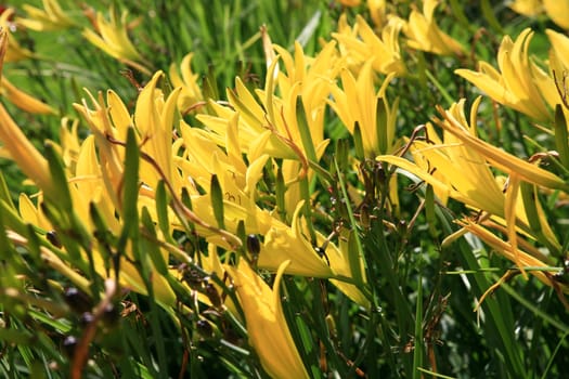 yellow lilies in the cottage garden