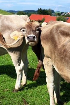Cow's head between two cow's butts