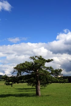 old fruit tree in a meadow