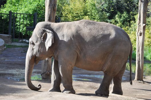 Elephant