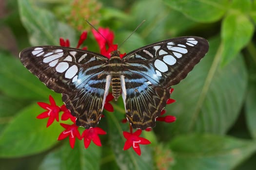 Colours of nature