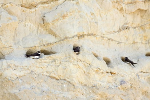 Three Swallows