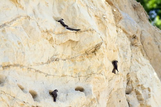 Swallow Flight