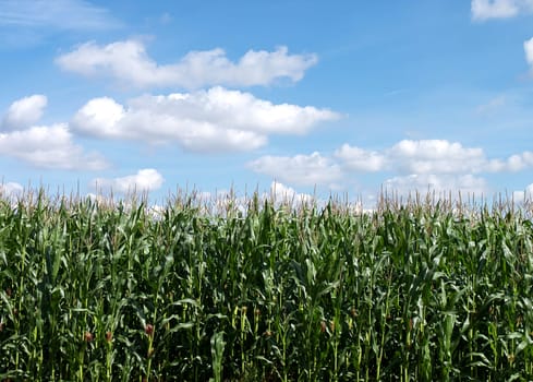 cornfield