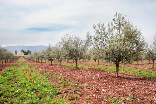 Olive grove