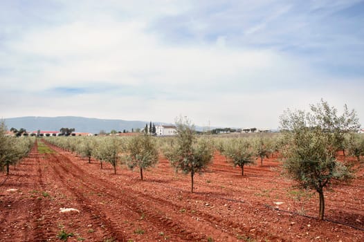 Olive grove