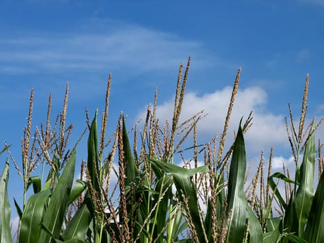cornfield