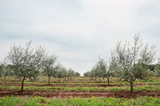 Olive grove