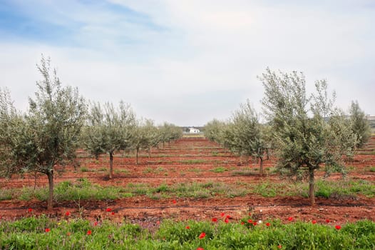 Olive grove