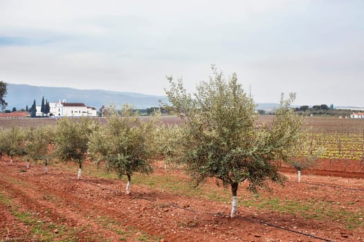 Olive grove