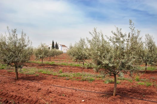 Olive grove