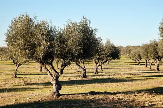 Olive grove