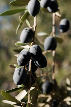 Bunch of Olives