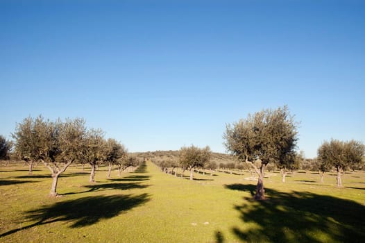 Olive grove