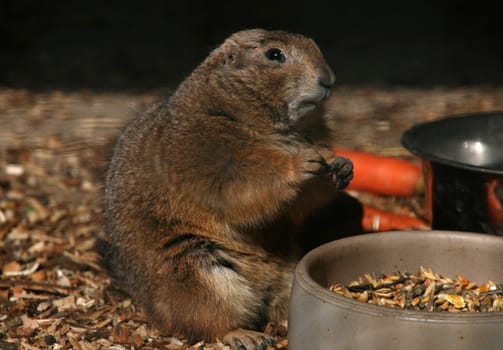 Marmot