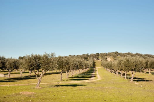 Olive grove